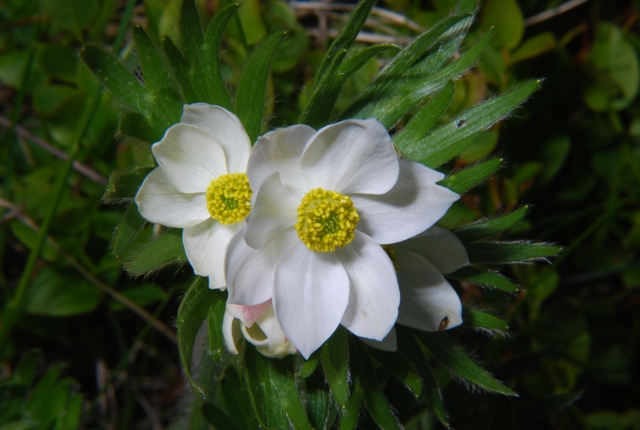 Anemonastrum narcissiflorum